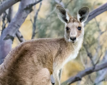 non resident australian income