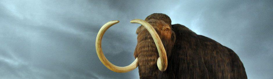 wooly mammoth