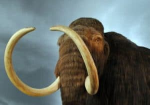 wooly mammoth