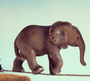 Elephant on tightrope