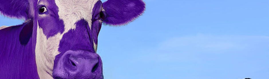 purple cow in field