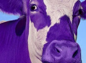 purple cow in field