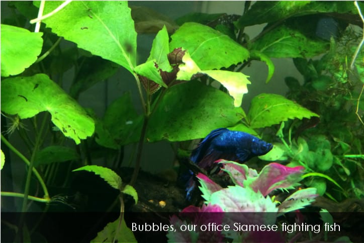 Bubbles office fighting fish