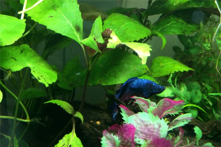 Bubbles - Our office Siamese fighting fish