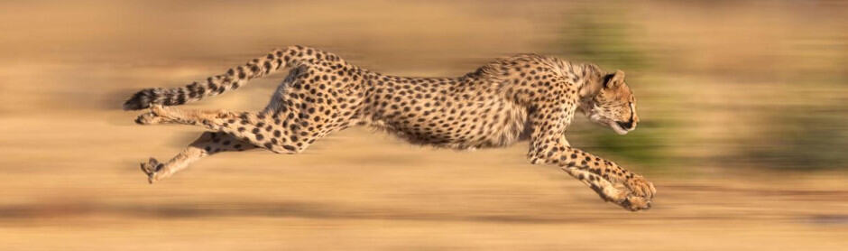 fast cheetah