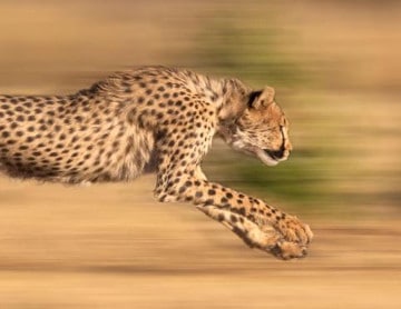 fast cheetah