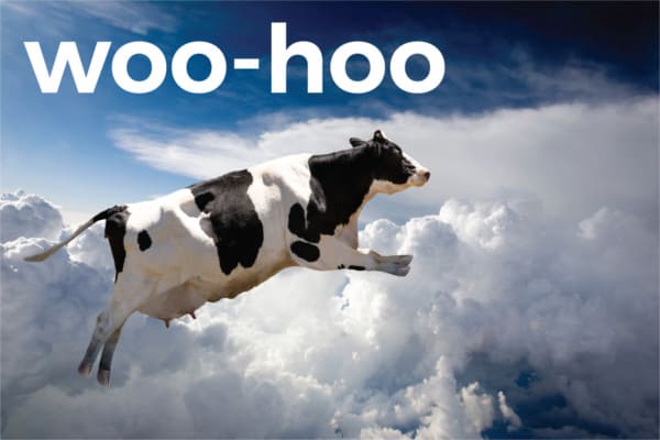 woo hoo cow