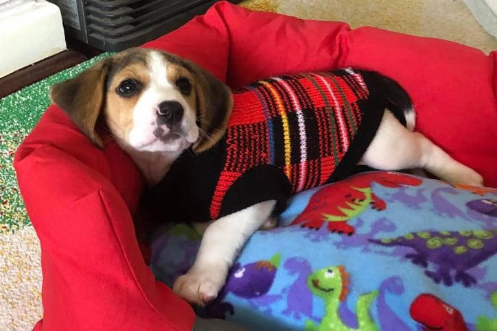 Kristina dog Smurth the beagle and office assistant