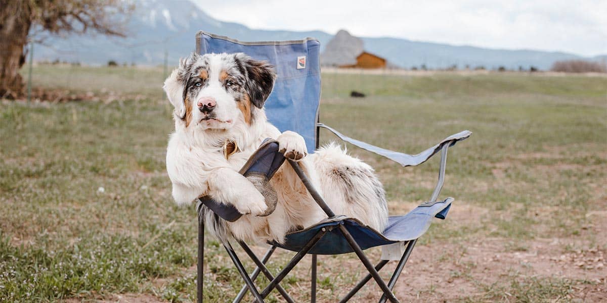 dog in camping chair