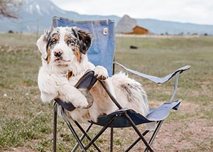 dog in camping chair