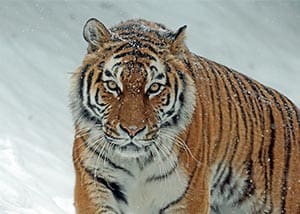 tiger