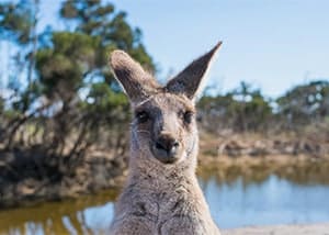 Kangaroo Australia