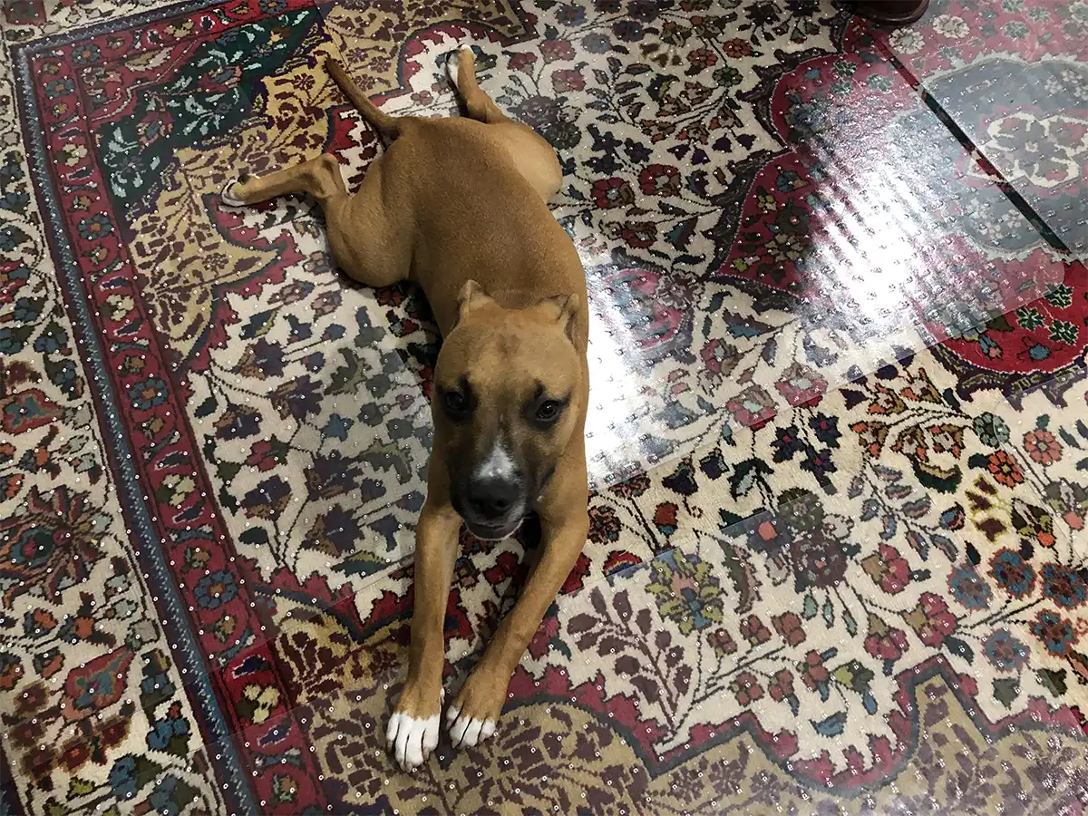 Saint Raphael resting at home in 2021
