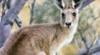 non resident australian income